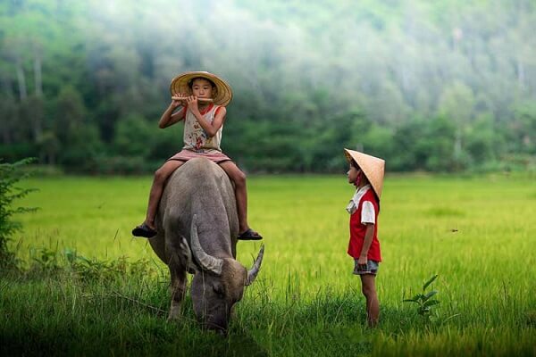 Mơ thấy con trâu là điềm báo gì? Mơ thấy con trâu là điềm báo gì?