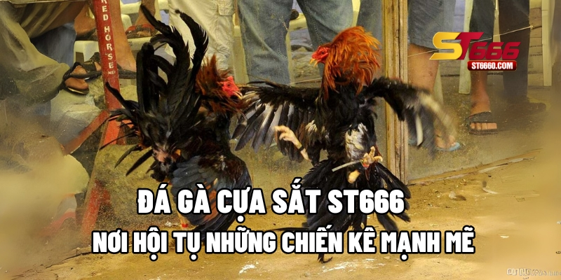 Đá Gà Cựa Sắt Tại ST666 – Nơi Hội Tụ Những Chiến Kê Mạnh Mẽ