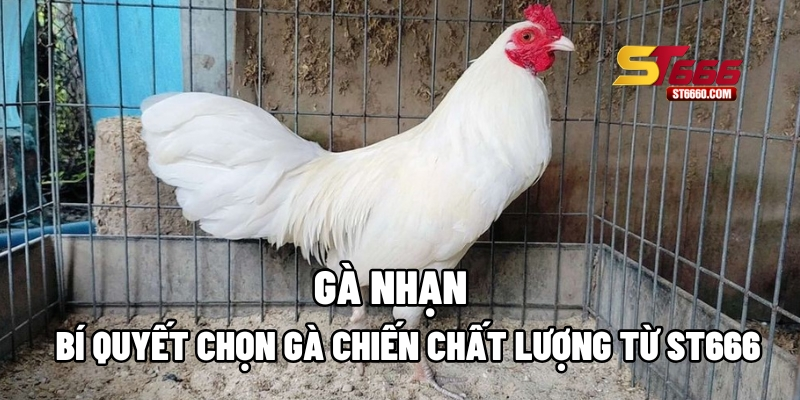 Gà Nhạn: Bí Quyết Chọn Gà Chiến Chất Lượng Từ ST666
