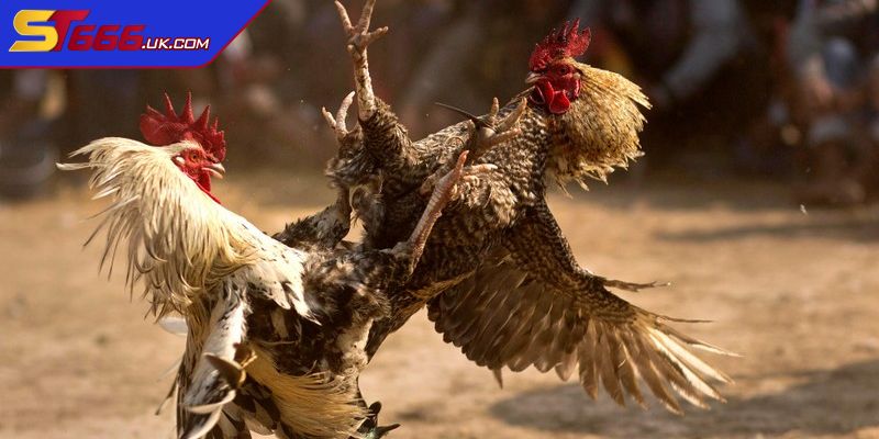 Sơ lược về đá gà Thomo